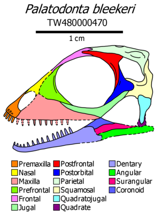 <i>Palatodonta</i> Extinct genus of reptiles