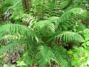 Fjerbregne (Athyrium filix-femina) Foto: Piotr Konieczny