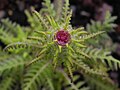 Pedicularis superba