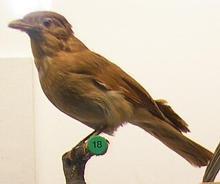 <i>Lipaugus</i> Genus of birds