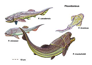 <i>Plourdosteus</i> Extinct genus of fishes