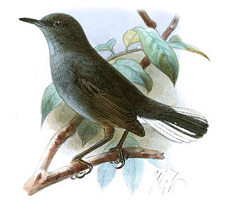 <span class="mw-page-title-main">White-tailed warbler</span> Species of bird