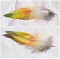 Two sides of the same Rainbow Lorikeet feather