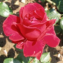 'Ingrid Bergman' Rose Ingrid Bergmann.jpg