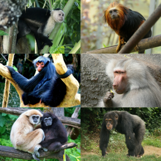 <span class="mw-page-title-main">Simian</span> Infraorder of primates