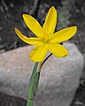 Sisyrinchium californicum