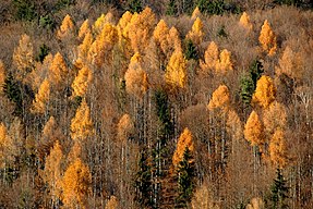 larch-forest in autumn in Carinthia, Austria