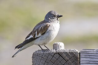 <span class="mw-page-title-main">White-winged snowfinch</span> Species of bird