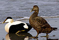 Common eider Somateria mollissima ederfugl