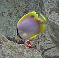 Spotfin butterflyfish