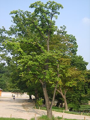 경복궁 향원정 앞 연못가에 사는 쉬나무