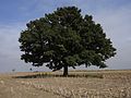 Memorial oak tree in the fields between Točná and Cholupice