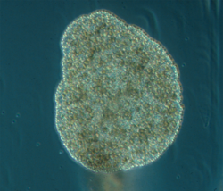 Trichoplax adhaerens Schulze