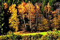 English: Group of birch-trees on the edge of the forest near the village Deutsch: Birkengruppe am Waldrand nahe der Ortschaft