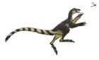 Venetoraptor gassenae