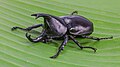 Image 18 Xylotrupes socrates Photo credit: Basile Morin Xylotrupes socrates (Siamese rhinoceros beetle, or "fighting beetle"), male, on a banana leaf. This scarab beetle is particularly known for its role in insect fighting in Northern Laos and Thailand. More selected pictures