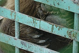 2009-05-10 Guantanamo for bears Samaxi Azerbaijan.jpg