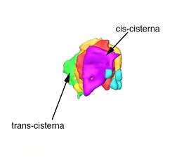 <i>Ostreococcus tauri</i> Species of alga