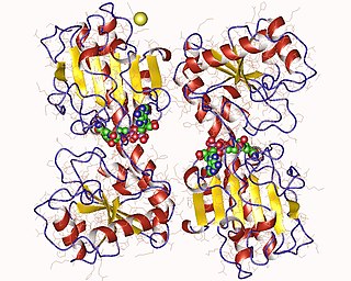 <span class="mw-page-title-main">Saccharopine dehydrogenase (NAD+, L-lysine-forming)</span>