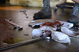 A U.S. Air Force crew chief with the 510th Aircraft Maintenance Unit (AMXU) uses a rag to soak up hydraulic fluid while repairing an F-16 Fighting Falcon aircraft May 13, 2013, at Aviano Air Base in Italy 130513-F-AI558-142.jpg