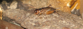 Grilo-doméstico (Acheta domesticus)