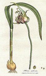 Thumbnail for Allium