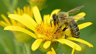 Une abeille sur un séneçon des marais, en Estonie.