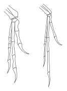 شباهت اندام‌های جلویی دینونیکوس Deinonychus (سمت چپ) و کهن‌بال Archeopteryx (راست) جان اوستروم را بر آن داشت تا پیوند بین دایناسورها و پرندگان را بازسازی کند.