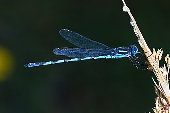 Blue Ringtail