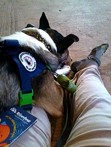 A tri-color smooth collie autism assistance dog performs a deep pressure task for its adult handler during an outdoor concert. Autism Service Dog.jpg