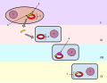 In questa immagine, un gene della cellula 1 (batterica in questo caso) viene spostato dalla cellula batterica 1 alla cellula batterica 2.