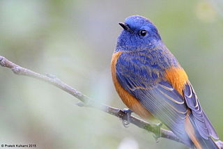 <span class="mw-page-title-main">Blue-fronted redstart</span> Species of bird