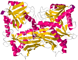 <span class="mw-page-title-main">Branched-chain amino acid aminotransferase</span> Aminotransferase enzyme