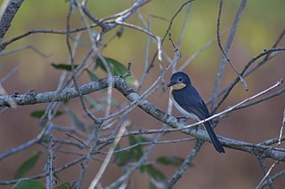 <i>Myiagra</i> Genus of birds, mostly flycatchers