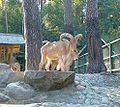 Barbary sheep