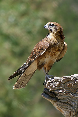 <span class="mw-page-title-main">Falcon</span> Birds of prey in the genus Falco