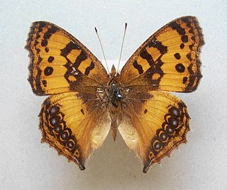 <i>Catacroptera</i> Genus of butterflies