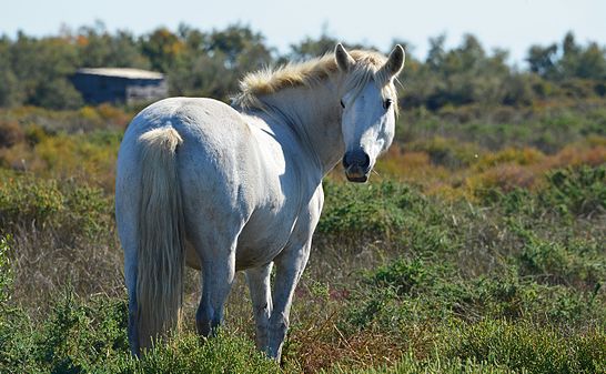 Cheval de camargue