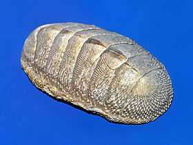 Chitons have aragonite shells and aragonite-based eyes,[43] as well as teeth coated with magnetite.