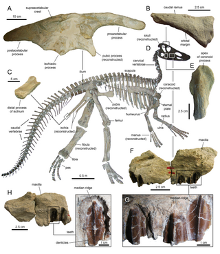 <i>Claosaurus</i> Extinct genus of dinosaurs