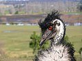 * Nomination Emu, some overexposure on bald parts but considering the rest of the bird is black...Benjamint 08:07, 27 November 2007 (UTC) * Promotion Sharpness is OK. DOF allows the subject to be detached from the background. An alternative cropped version might be useful though. --TwoWings * to talk or not to talk... 08:21, 27 November 2007 (UTC)