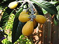 Mature Loquat fruit