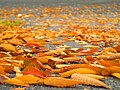 * Nomination Autumn leaves fallen on a driveway in Maryland.--Mark (Mschel) 18:48, 19 November 2007 (UTC) * Decline DOF way too shallow for my tastes. Calibas 02:11, 20 November 2007 (UTC)