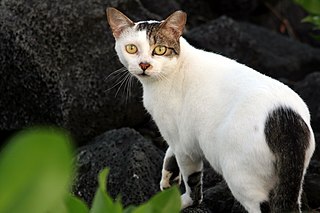 <span class="mw-page-title-main">Feral cat</span> Unowned or untamed domestic cat in the outdoors