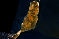 Satellite picture