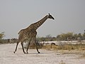 Girafe d'Afrique du Sud (G.c. giraffa)