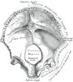 Occipital bone, inner surface. (Squamous part is top half, portion above foramen magnum.)