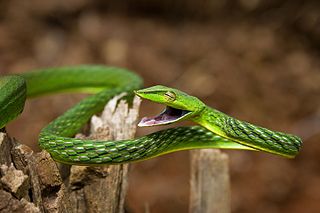 <i>Ahaetulla farnsworthi</i> Species of tree snake