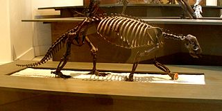 <i>Hapalops</i> Extinct genus of ground sloths