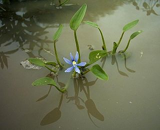 <i>Heteranthera limosa</i> Species of water hyacinth